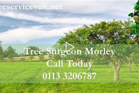 Tree Surgeon Morley Leeds LS27 - Stump Grinding And Removal Pruning Felling Tree Surgeons In Morley