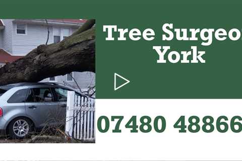 Tree Surgeon York Tree Surgery Stump Removal Root Removal And Other Tree Services