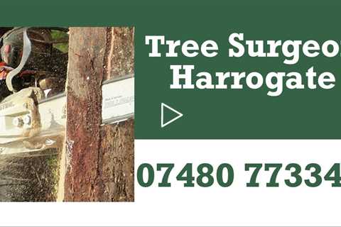 Tree Surgeon Harrogate Tree Stump & Root Removal Trimming 24hr Tree Service Residential & Commercial