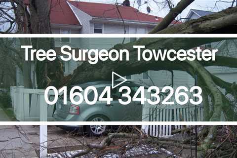 Tree Surgeon Towcester Tree Trimming Removal Services Stump And Root Removal Near Me