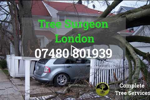 24 Hour Tree Surgeon London Tree Surgery Root & Stump Removal Tree Dismantling & Other Services
