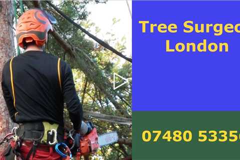 Tree Surgeon London Emergency Tree Removal Tree Felling Stump Grinding And Stump Removal Services