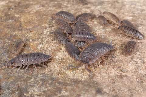 Running a Dehumidifier Helps Keep Bugs Out of Your Home — Best Life