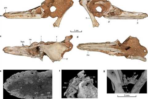 Scientists unearth fossil of a new swimming dinosaur