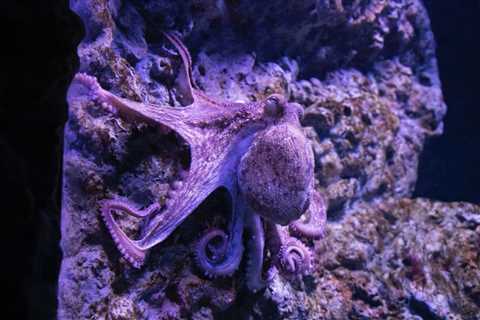 Octopuses throw things at each other for strange reasons