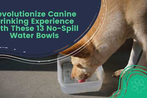 Revolutionize Canine Drinking Experience With These 13 No-Spill Water Bowls