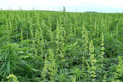 Hemp Price Per Acre