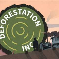 Frequently asked questions about the Deforestation Inc. investigation