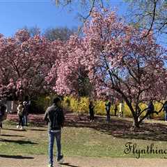 Cherry Blossoms: Here and Almost Gone