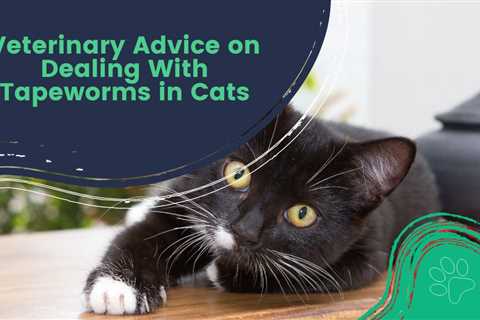 Veterinary Advice on Dealing With Tapeworms in Cats