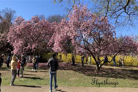 Cherry Blossoms: Here and Almost Gone