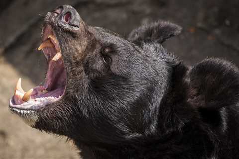 ‘Cocaine bear’: When animals attack