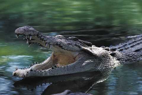 A crocodile makes history with the first-ever virgin birth of its species, researchers say. But..