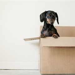 6 Ways You Can Better Organize A House Move