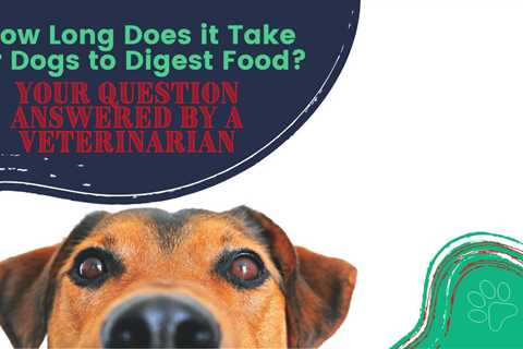 How Long Does it Take for Dogs to Digest Food? Your Question Answered by a Veterinarian