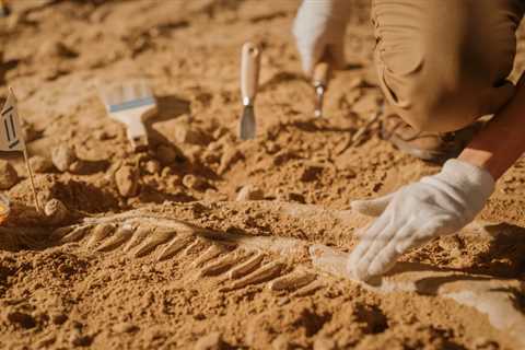 What Is Paleontology, And What Does A Paleontologist Do?