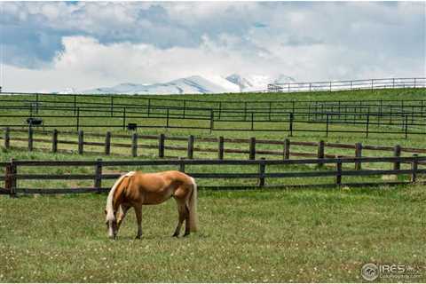 How And Why To Make Your Voice Heard On Whether Wild Horses Belong In Theodore Roosevelt National..