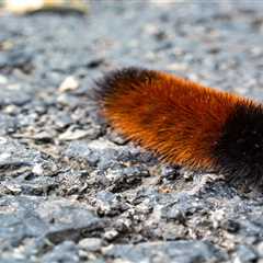 How the Woolly Bear Caterpillar Turns into a Popsicle to Survive the Winter