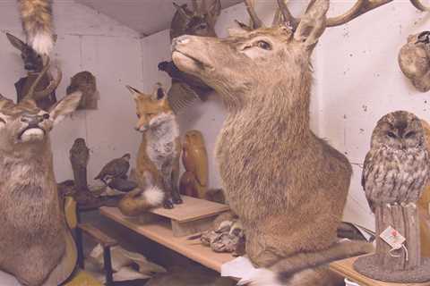 Taxidermist Move from Greenwich Village to Astoria