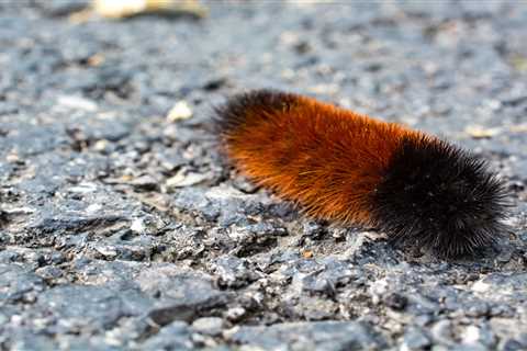 How the Woolly Bear Caterpillar Turns into a Popsicle to Survive the Winter