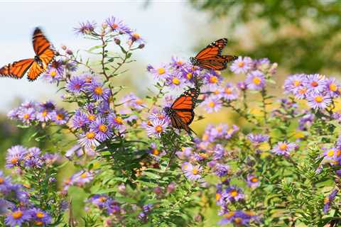 How To Certify Your Yard as a Wildlife Refuge