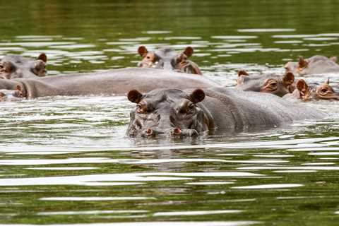 Pablo Escobar's 'Cocaine Hippos' Spark Conservation Fight