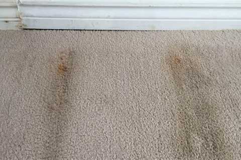 How to Get Rid of Mold and Mildew from Carpets: A Comprehensive Guide