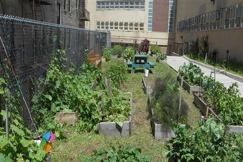 Exploring Environmental Education Programs Offered by Groups in Bronx, NY