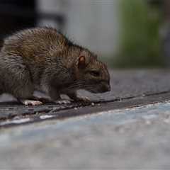 Contractors Required to Comply with New NYC Rat Laws
