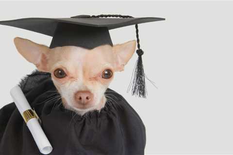 Master’s Degrees, Mid Level Practitioners, and the Future of Veterinary Technicians