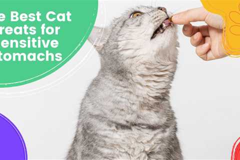 The Best Cat Treats for Sensitive Stomachs