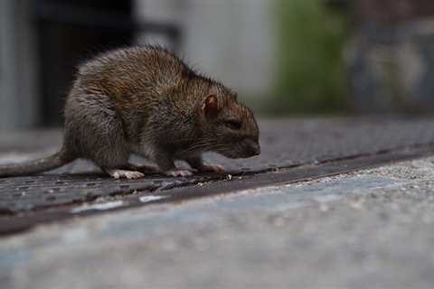 Contractors Required to Comply with New NYC Rat Laws