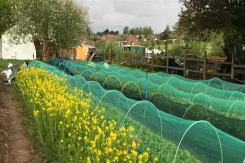 Urban Agriculture in London: A Comprehensive Plan for a Healthier and More Sustainable City