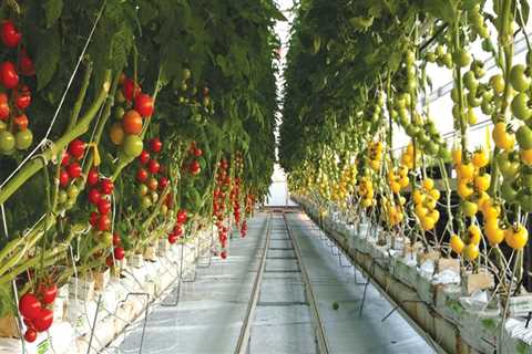 Collaborating with Local Businesses and Organizations for Urban Farming in London