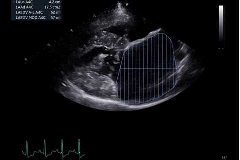 Assessing the Left Atrium in Dogs on Focused Cardiac Ultrasound with Dr. Christopher Kennedy |..