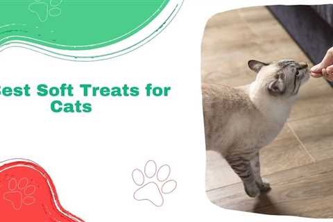 7 Best Soft Treats for Cats