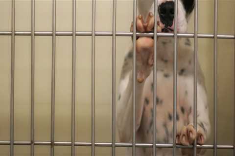 The Impact of Animal Adoption at the Castle Rock, CO Animal Shelter