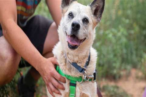 The Journey of Animals at the Castle Rock, CO Animal Shelter: A Firsthand Perspective