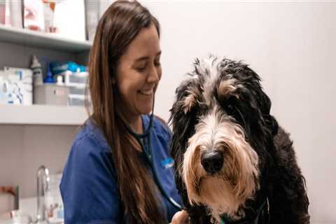 Veterinarian Augusta, GA: Your Go-To Guide for Pet Health and Wellness