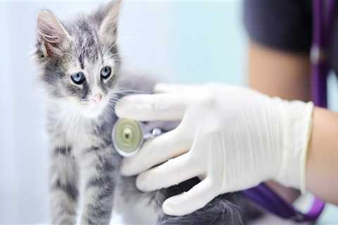 The Heart of Pet Care: Veterinarians in Augusta, GA