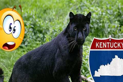 The Importance of Understanding Animal Ownership Laws in Bullitt County, KY