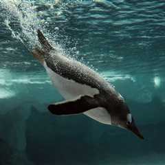 How Do Penguin Wings Reach High Speeds Underwater?