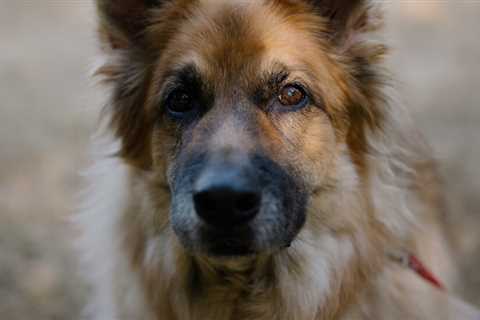 ¿Un medicamento para que tu perro viva más?