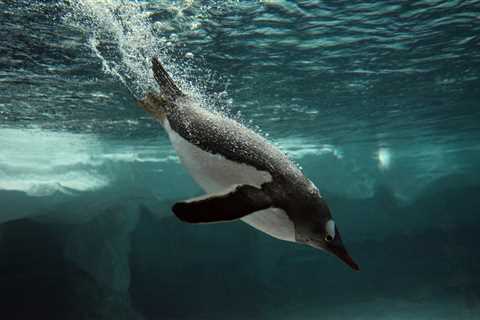 How Do Penguin Wings Reach High Speeds Underwater?