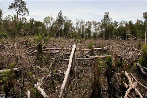 The Impact of Deforestation on Environmental Conservation in Monroe, LA