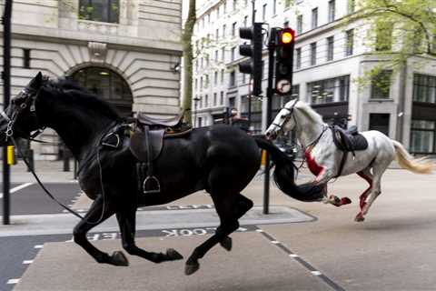 Rush hour chaos in London as 5 military horses get spooked, run amok