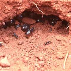 How Could Gusher-Like HoneyPot Ants Help Develop New Antibiotics?