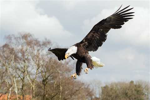 How Can Birds Of Prey Actually Lift and Carry Small Dogs?