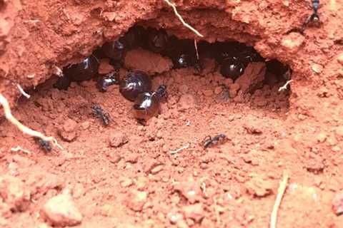 How Could Gusher-Like HoneyPot Ants Help Develop New Antibiotics?