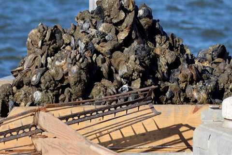 Harvesting Oysters in Fairhope, Alabama: A Comprehensive Guide